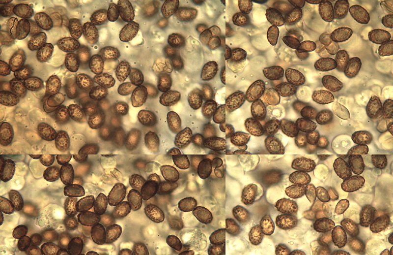 Cortinarius saniosus mikro